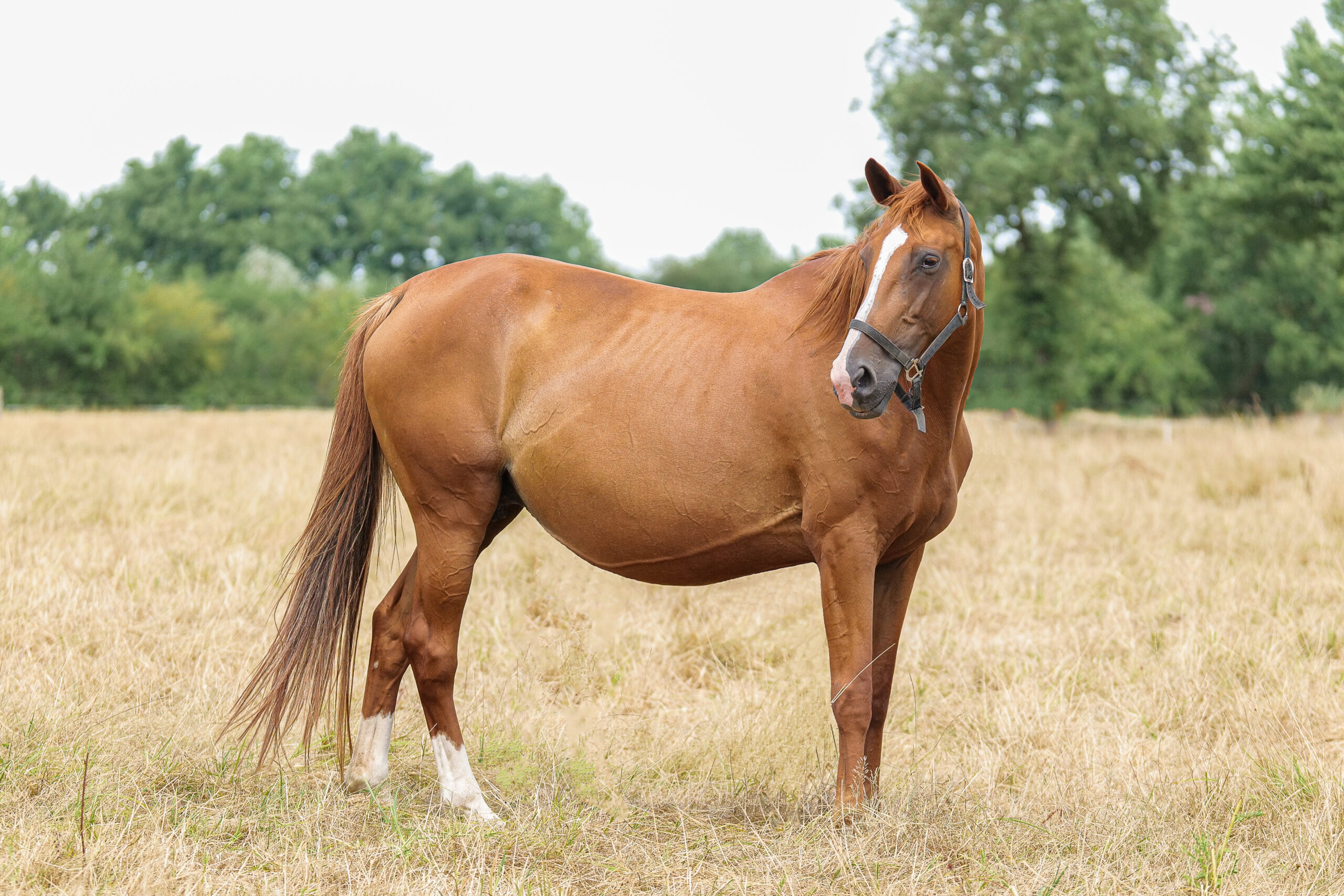Flicka du Reversey