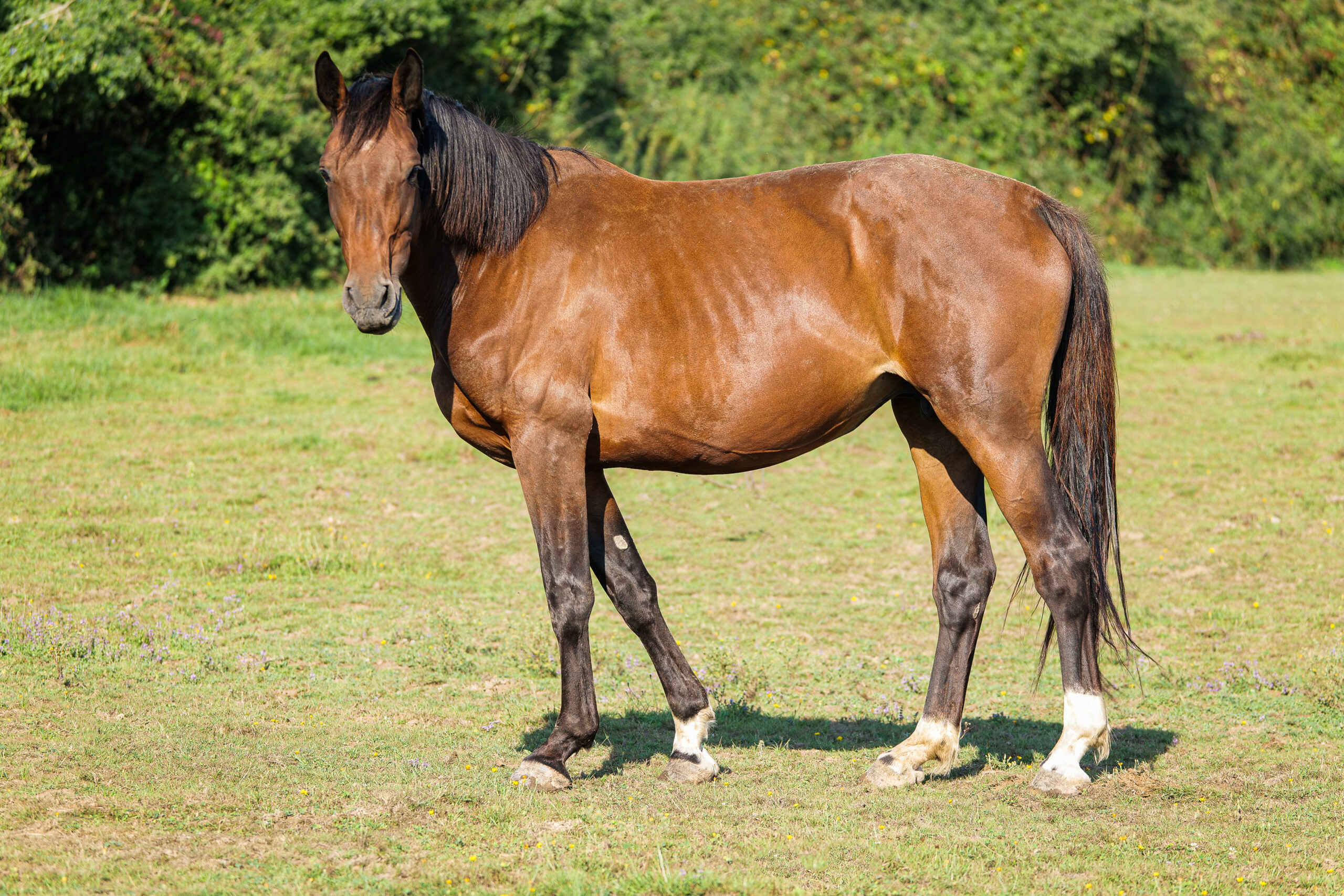 Java du Reversey