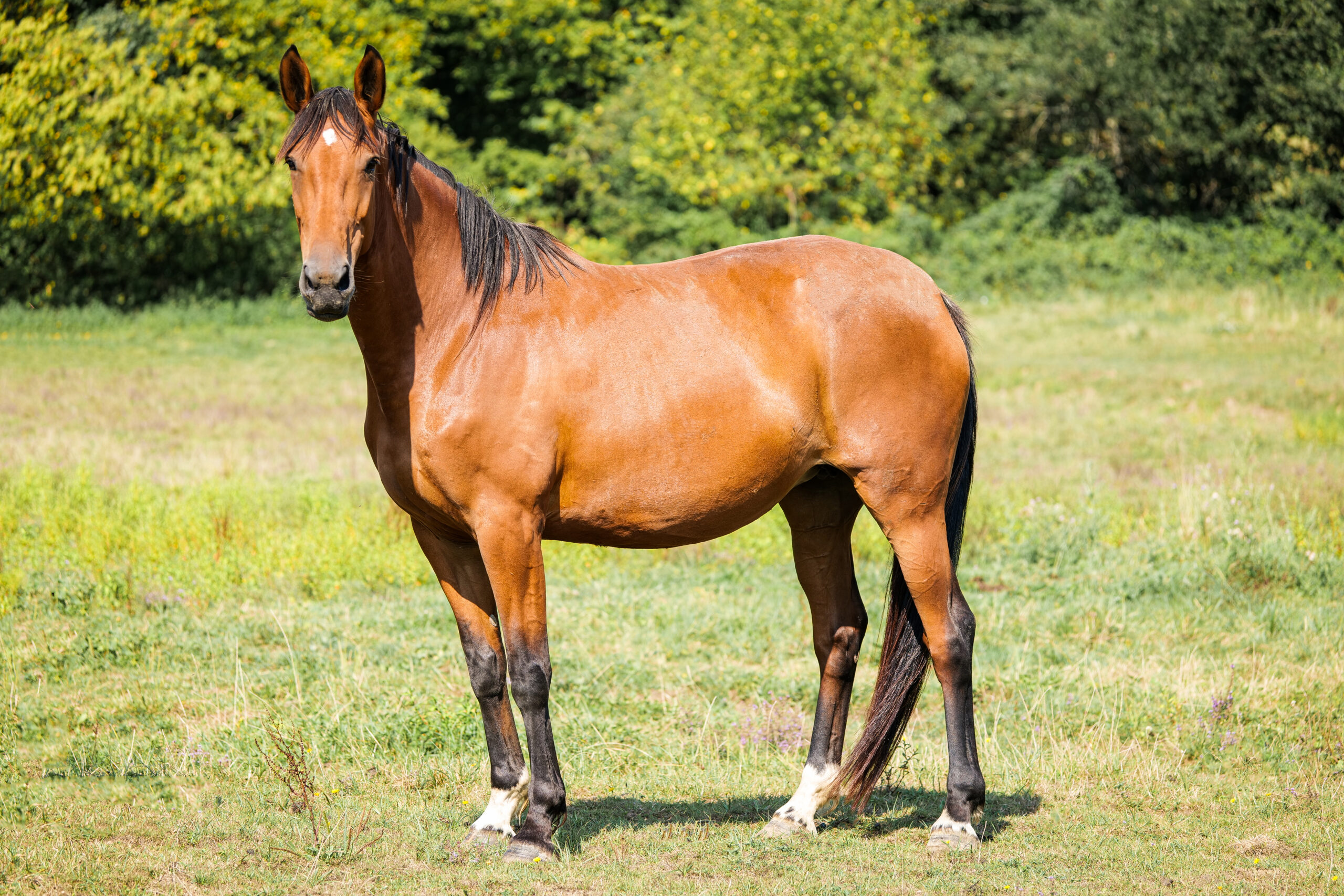 Jibouler du Reversey