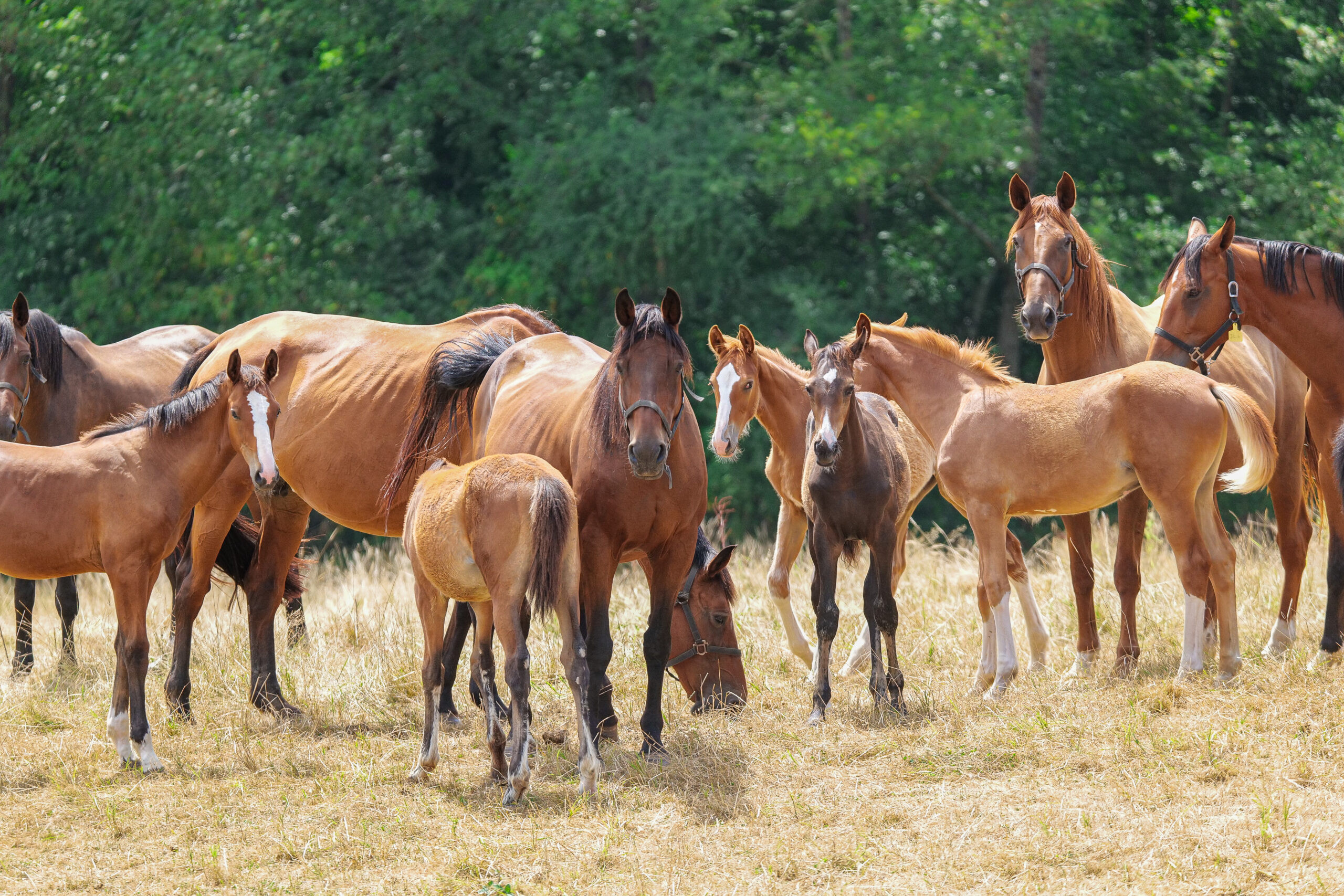 Les poulains du Reversey